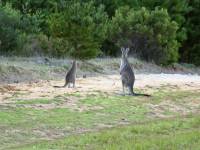 australien-013