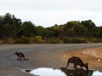 australien-014