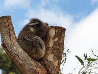 australien-022