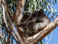 australien-027
