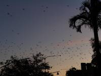 australien-066