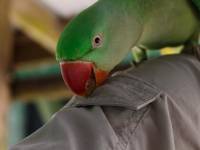 australien-071