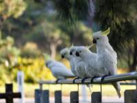 australien-084
