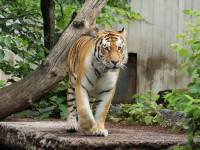 Zoo Kopenhagen