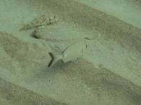 Mykonos 445