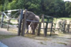 2010: Opel Zoo (Bilder von Dean)