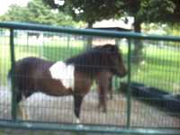 2010-08-09-ds-digicam-010