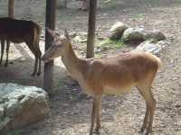 2010-08-09-opel-zoo-020