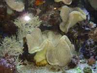 2010-08-09-opel-zoo-060