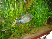 2010-08-09-opel-zoo-064