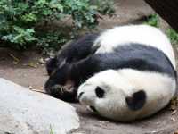 02-san-diego-zoo-036