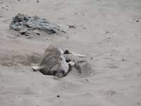 07-highway-1-097-elephant-seals-watching