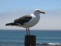 07-highway-1-132-elephant-seals-watching