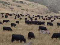 07-highway-1-133-zebra