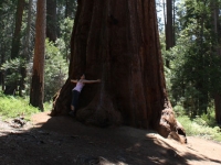 09-yosemite-046-mariposa-grove