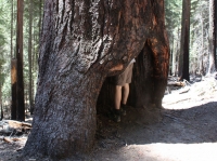 09-yosemite-057-mariposa-grove